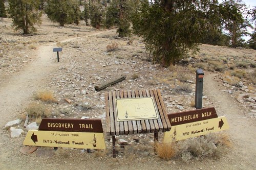 Signage at a trailhead for Discovery Trail and Methuselah Walk in Inyo National Forest, surrounded by rocky terrain.