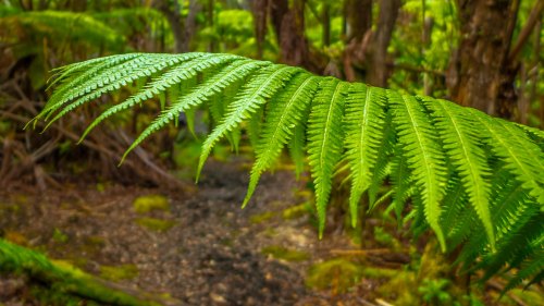Close-up of vibrant green fern leaves in a lush forest, with a blurred path visible in the background.
