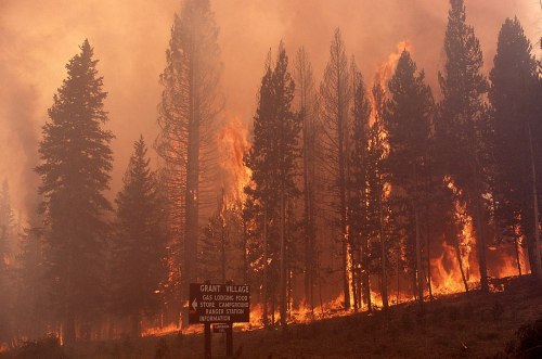 A forest fire engulfs trees near a sign for Grant Village, with flames and smoke filling the air.
