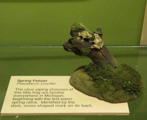 A model of a Spring Peeper frog on a mossy log, with an informational plaque about the species.
