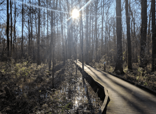 A sunlit boardwalk winding through a serene forest with tall trees and lush undergrowth.