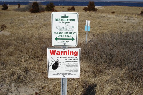 Two signs in a sandy area: one about dune restoration and another warning about ticks. Background shows a beach and water.