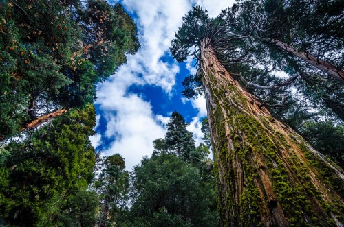 Tall trees with mossy trunks reach towards a blue sky dotted with clouds, creating a serene forest scene.