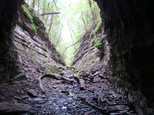 A narrow canyon with steep, rocky walls and a forested area above, featuring a dry, rocky floor and fallen branches.
