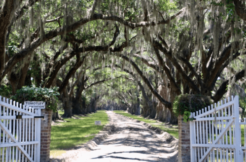 A tree-lined path with Spanish moss draping over, leading through a white gate into a serene, green landscape.