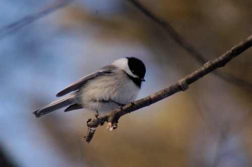 A small bird with a black cap and white body perched on a branch against a blurred background.