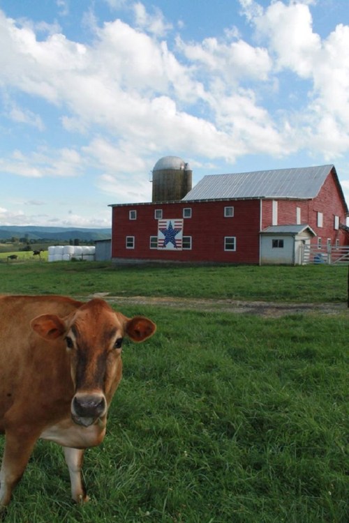 A brown cow stands in front of a red barn with a star design, under a blue sky with scattered clouds.