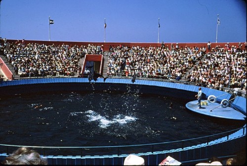 A large crowd watches a water show in an arena with a circular pool, featuring splashes and performers.