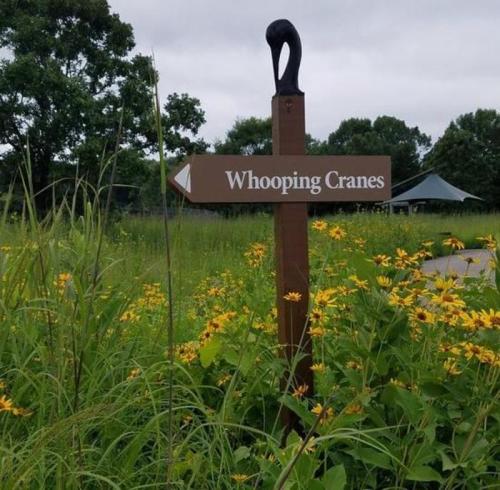 A wooden sign pointing towards "Whooping Cranes" amidst tall grass and yellow wildflowers under a cloudy sky.