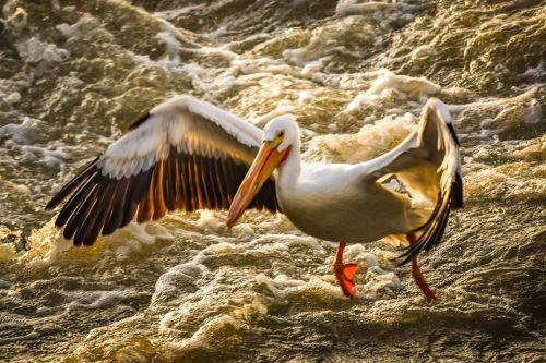 A white pelican with outstretched wings stands on turbulent water, showcasing its vibrant orange beak and black-tipped wings.