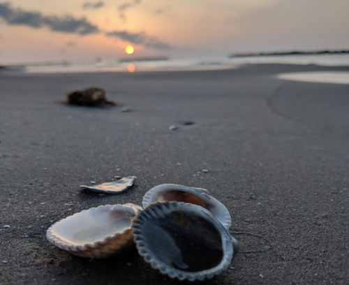 Close-up of seashells on a sandy beach at sunset, with the sun setting over the water in the background.
