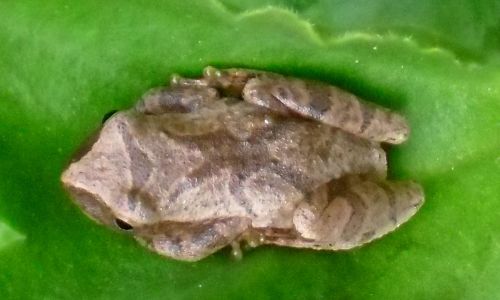 A small brown frog resting on a green leaf, blending into its surroundings.