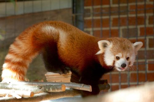 A red panda with a bushy tail and reddish-brown fur climbs on a wooden structure in a zoo setting.