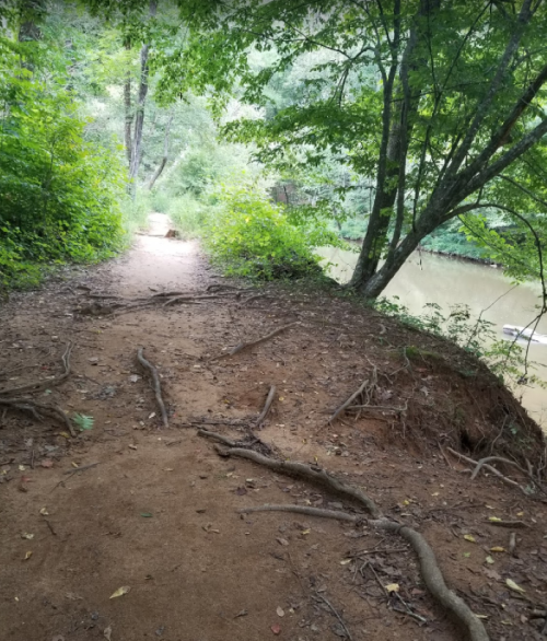 A dirt path lined with trees and roots, leading towards a river in a lush, green forest.