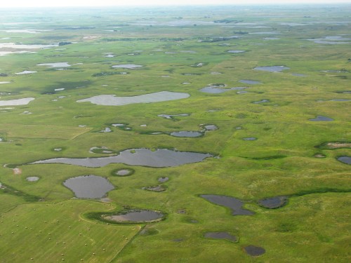 Aerial view of a lush green landscape with scattered ponds and wetlands, showcasing a vibrant natural habitat.