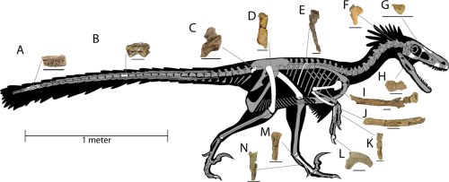 Illustration of a dinosaur skeleton with labeled fossil parts, scale bar indicating 1 meter for size reference.