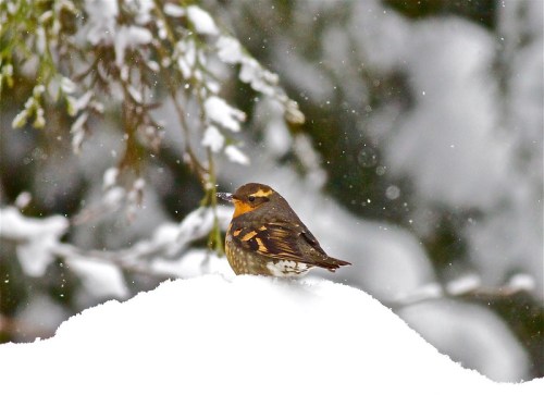 A bird perched on a snowy surface, surrounded by falling snowflakes and blurred green foliage in the background.
