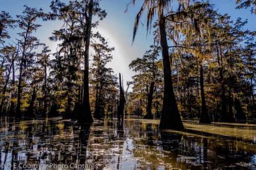 A serene swamp scene with tall trees and reflections in the water, illuminated by sunlight filtering through the foliage.