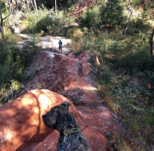 A dog stands on a rocky path, looking back at a person walking in a wooded area with vibrant red soil.