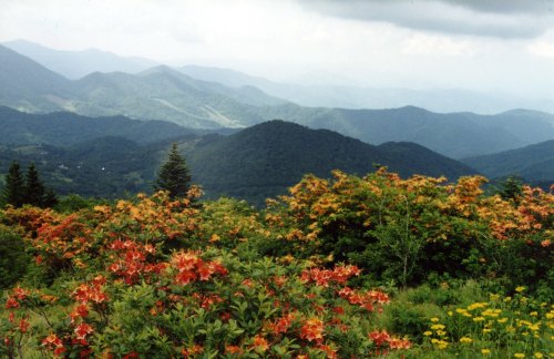 A scenic view of rolling mountains covered in vibrant orange flowers and lush greenery under a cloudy sky.