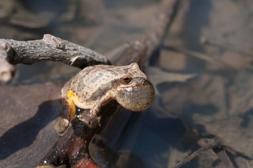 A frog perched on a branch, inflating its throat pouch, surrounded by water and twigs.