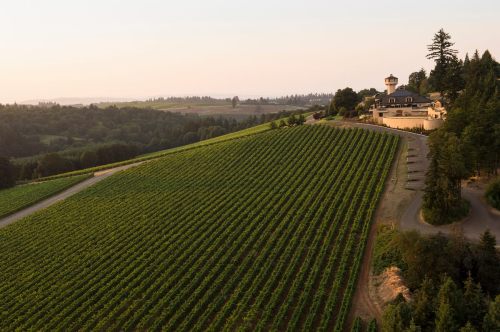 Aerial view of a vineyard with rows of grapevines and a large house on a hillside during sunset.