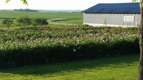 A vibrant flower garden with blooming peonies in front of a barn, set against a green landscape.