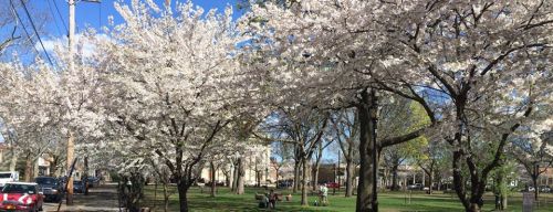 Blossoming cherry trees in a park with green grass and people sitting on benches under a clear blue sky.