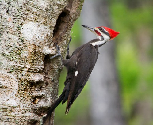 A pileated woodpecker clings to a tree trunk, pecking at the bark with its distinctive red crest and black body.