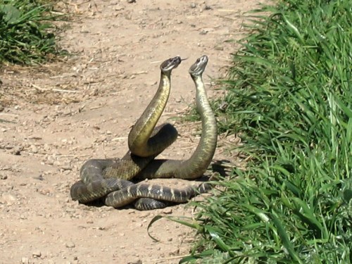 Two snakes facing each other on a dirt path, with their heads raised and bodies intertwined among green grass.