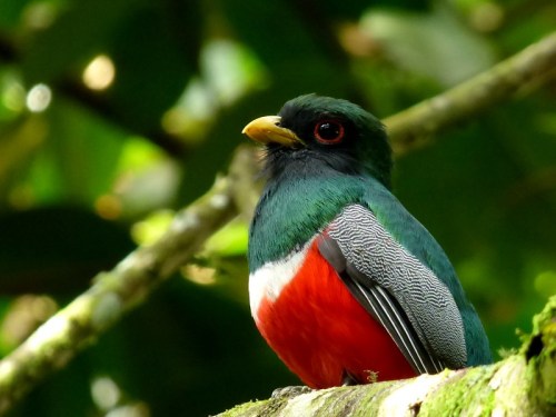 A colorful bird with a green head, red chest, and gray wings perched on a branch amidst lush greenery.
