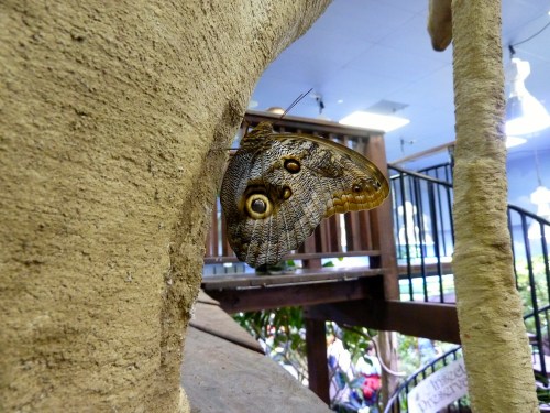 A large butterfly with intricate patterns resting on a textured surface in a bright indoor setting.