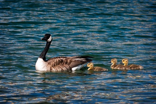A mother goose swims in the water with three fluffy ducklings following closely behind.