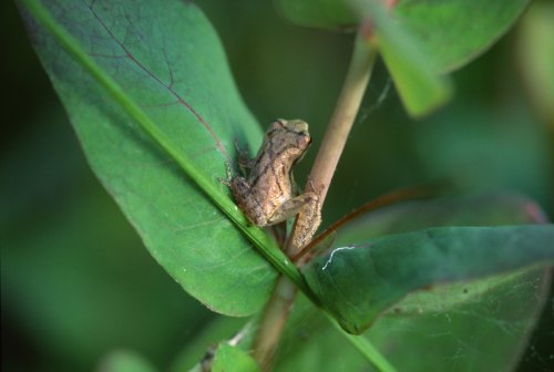 A small brown frog perched on a green leaf, blending into its natural surroundings.