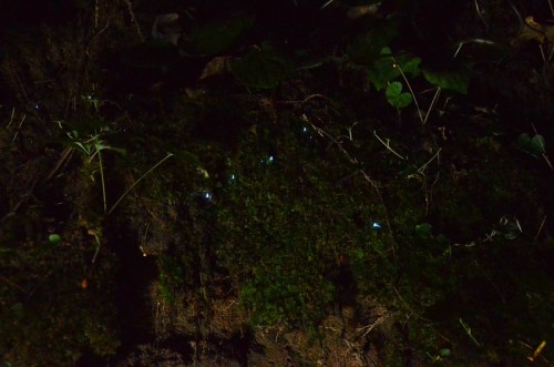 Glowing blue lights on a mossy surface in a dark, natural setting, surrounded by green foliage.