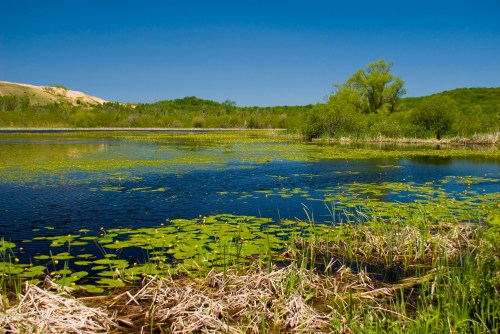 A serene lake surrounded by lush greenery and lily pads under a clear blue sky.