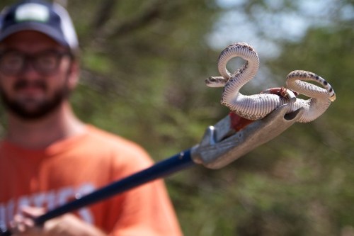 A person holds a snake on a stick, with a blurred background of greenery. The snake appears coiled and alert.