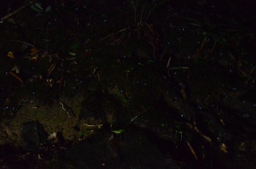 A dark forest floor covered in moss, dotted with glowing blue lights among fallen leaves and ferns.