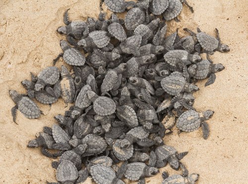 A group of baby sea turtles huddled together on sandy beach.