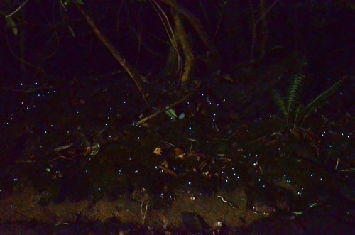 A dark forest floor illuminated by scattered blue bioluminescent lights among leaves and ferns.