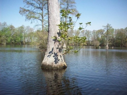 A cypress tree stands in calm water, surrounded by lush greenery and a clear blue sky.