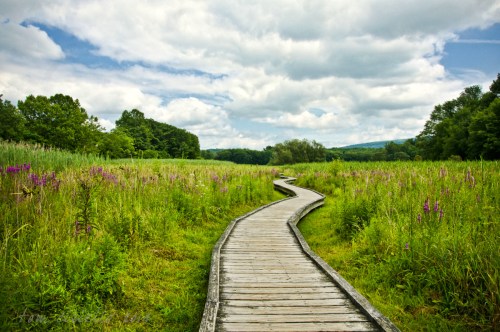 A winding wooden path through a lush green field with wildflowers under a cloudy sky.