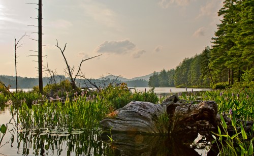 A serene lake scene with lush greenery, wildflowers, and a weathered log, surrounded by trees and distant mountains.