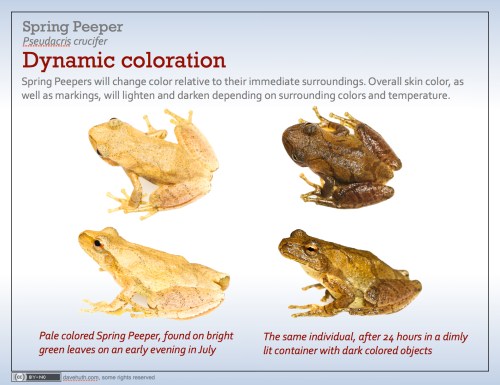 Image of a Spring Peeper frog showing dynamic coloration: pale in bright light, dark in dim light with dark objects.
