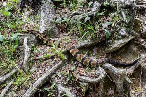 A large snake with a patterned body slithering over tree roots and grass in a natural setting.