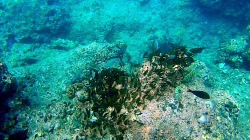 Underwater scene featuring coral and various fish swimming among rocky formations.