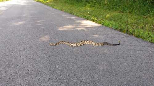 A snake slithering across a paved road, surrounded by greenery on either side.