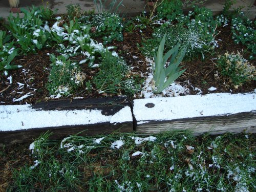 A garden bed with green plants and a wooden border, partially covered in a light dusting of snow.
