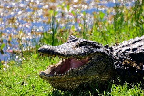 A crocodile with its mouth open, resting on green grass near a shimmering water surface.
