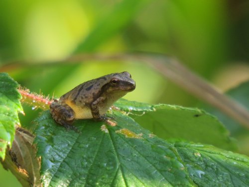 A small brown frog perched on a green leaf, surrounded by blurred greenery in a natural setting.